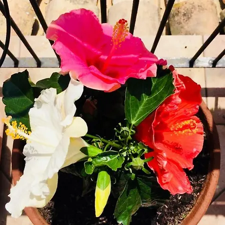 Camilla 3* Montecosaro (Marche)