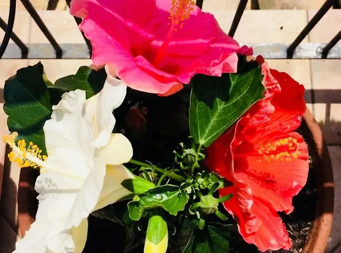 Camilla 3* Montecosaro (Marche)